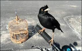 Kalau sudah ngoceh, burung ini tak akan mau berhenti. Suara Kicauan Jalak Kerbau Untuk Masteran Dan Memancing Bunyi Om Kicau