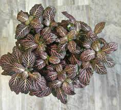 Nerve plant grows best in low to medium light, though it also thrives in a sunny window if the light is filtered with a sheer curtain. Growing Fittonia Albivenis How To Grow Nerve Plant Pink Angel