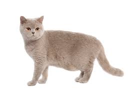 Überblick und zusammenfassung des bkh rassestandard Britisch Kurzhaar Katze Wesen Geschichte Haltung Rassebeschreibung