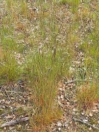 Image result for Avenella