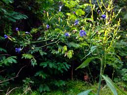 Image result for Lactuca lasiorhiza