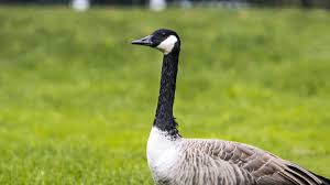Duck attack man at work who taunts him and ends up falling and pants down. Should You Fear The Geese Features Westerngazette Ca