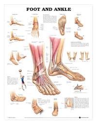 foot ankle anatomical chart laminated lfa 99795