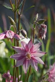 Check spelling or type a new query. An Aquilegia By Another Shape The Biking Gardener