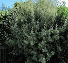 Image result for Rhamnus staddo