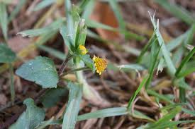 Image result for Tolpis capensis