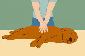 If she's not breathing, you'll need to make sure the dog's airway is clear before starting cpr. Dog Cpr How To Perform Cpr On Your Dog Daily Paws