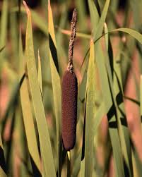 Image result for Typha
