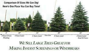 Plants Beautiful Nursery Minnesota - Live Topiary Trees And Evergreen Tree  Nursery Stock