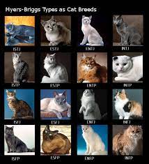 Pin On Mbti