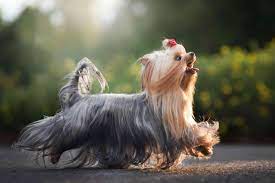 Small dog breeds appeal to prospective pet owners for a variety reasons. 17 Top Dog Breeds Sporting Longhaired Locks