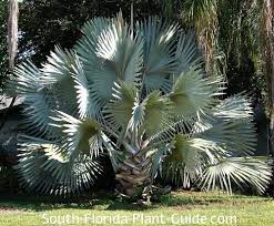 We offer how much does it cost to trim a palm tree, tree trimming services, tree removal, tree pruning, tree cutting, residential and commercial tree trimming services, storm damage, emergency tree removal, land clearing, tree companies, tree care service, stump grinding, and we're the best tree trimming company near you guaranteed! Large Palm Trees