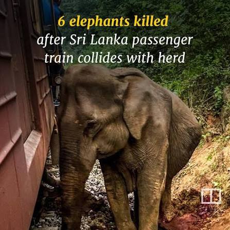 Elephants in heavy field battery frightened by train