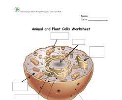 Animal and plant cells worksheet. Oxford Illustrated Science Encyclopedia Animal And Plant Cells Worksheet Animal West