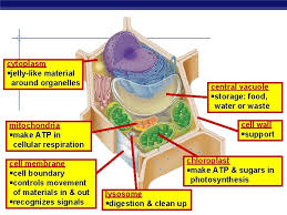 We did not find results for: Types Of Cells Doing Lifes Work Bacteria Cells