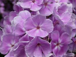 Or get into fruit and vegetable growing with kiwi garden plants and bulbs will have your outdoor space looking great. Herbaceous Borders Dunedin Botanic Garden Official Website