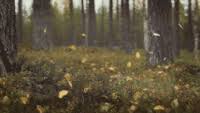 We suggest doing the same for you by looking at starfall in gif format. Falling Leaves Gifs Get The Best Gif On Gifer