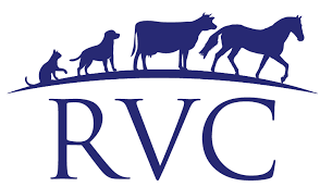 12 year old lioness Tama dental surgery — Rangiora Vet Centre