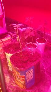 Northern lights auto grow journal. Atf X Northern Lights Auto Grow Journal Grow Journals I Love Growing Marijuana Forum By Robert Bergman