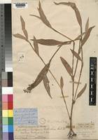 Image result for Aneilema spekei