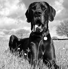 Black And White Great Dane Photography Greatdaneinfo White Great Dane Great Dane Dogs Great Dane