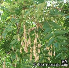 By removing the suckers and bad wood through heavy pruning, the tree is stimulated to produce more fruiting spurs. Sophora Japonica Styphnolobium Japonicum Japanese Pagoda Tree Scholar Tree Toptropicals Com