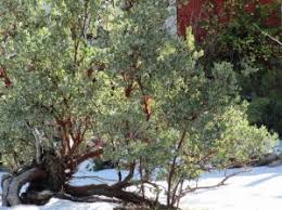 Plant manzanita in a bird garden, and let the birds enjoy the fruit. The Manzanita California Native Plant Society