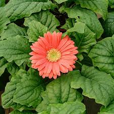 Image result for Gerbera jamesonii