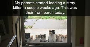 At memesmonkey.com find thousands of memes categorized into thousands of categories. Lolcats Caturday Lol At Funny Cat Memes Funny Cat Pictures With Words On Them Lol Cat Memes Funny Cats Funny Cat Pictures With Words On