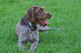 We reside in the beautiful state of montana. Idaho Outback Wirehaired Pointing Griffon Puppies 2019