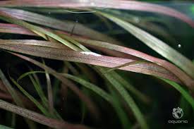 Image result for Blyxa aubertii