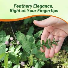 Image result for Mimosa pudica