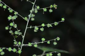 Image result for Acalypha racemosa