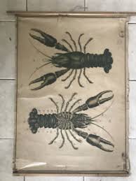 Details About Original Vintage Zoological Pull Down School Chart Of Crayfish