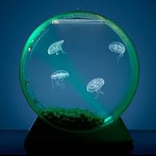 Fab Com Fab Is Everyday Design Jellyfish Tank Pet Jellyfish Jellyfish Art