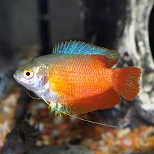 I'm thankful for all your comments and tips. Flame Dwarf Gourami Tropical Fish For Freshwater Aquariums