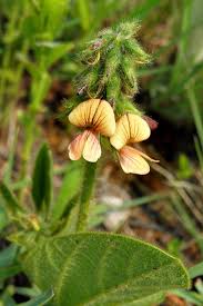 Image result for Eriosema cordatum