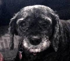 F1b puppies are especially good for those with allergies, as they almost never shed. Cockapoo Puppies For Sale Virginia