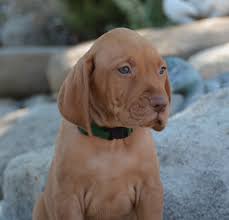 The dogo argentino is trained for search and rescue, assisting police, acting as a service dog, and military work. Vizsla Puppies Southern California The Y Guide