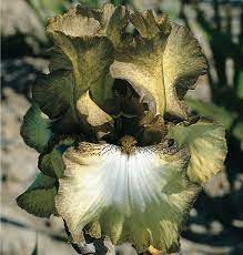 iris germanica patina iris des jardins jaune olive fume de brun clair iris flowers iris garden day lilies