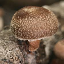 Image result for Lentinus edodes