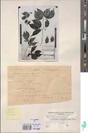 Image result for Phragmanthera polycrypta