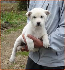 ペットのおうち