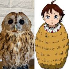 赤丸と八雲チャンネル on X: 体の感じが何かに似てるなーって考えてたらキングダムの河了貂(かりょうてん)だった❗️笑 魅惑的に逃げる羽 VS  1度も捕らえられないフクロウ フクロウ フクロウのいる生活 梟 owl かわいい 動物のいる暮らし ふわもこ部 モリ ...