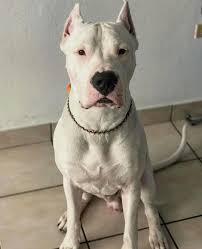 Pin By Evrim Hazal On Dogo Argentino Dog Argentino Dog Breeds Cute Dogs