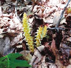 Image result for Rhaptopetalum