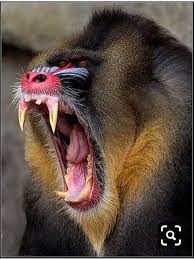 Pin On Primates