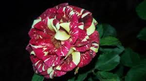 Bunga mawar dari keluarga rosaceae boleh dibahagikan kepada 3 kumpulan utama yand dikenali dalam bahasa inggeris sebagai 1. Bunga Mawar Tanaman Semak Dengan Aneka Warna Menakjubkan Halaman All Poskupang Wiki