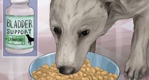 Pethonesty.com has been visited by 10k+ users in the past month How To Prevent Uti In Dogs 10 Steps With Pictures Wikihow