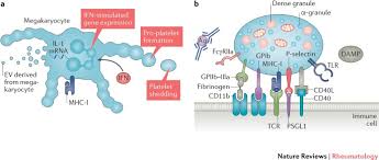 The Non Haemostatic Role Of Platelets In Systemic Lupus Erythematosus Nature Reviews Rheumatology